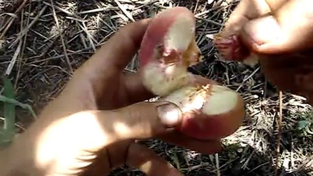 Персик Сатурн смотреть онлайн