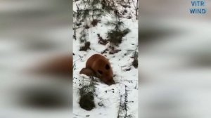 Лиса зимой ест мышей. Лиса мышкует. Лиса в снегу нашла мышь.