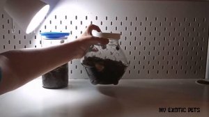 КУПИЛИ РЕДЧАЙШИХ УЛИТОК! УЛИТКИ ИЗ МОСКВЫ!