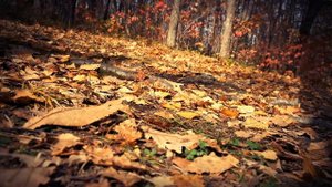 Дендрарий Горнотаёжной станции ДВО РАН