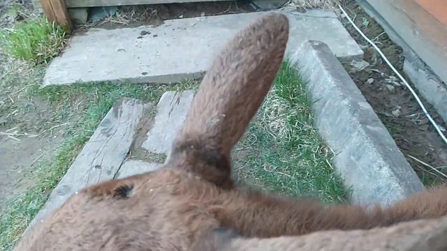 СПАСЕНИЕ ЛОСЕНКА ЧАСТЬ 2 смотреть онлайн