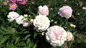 Пион ЖАННО / Paeonia JEANNOT: ОБЗОР, ОПИСАНИЕ, ЦВЕТЕНИЕ, ОТЗЫВ