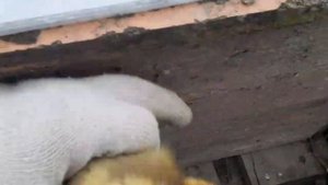 Вольер для утки с утятами...