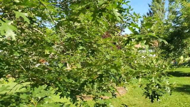 Northern Red Oak (Quercus rubra) growing in zone 3 Sherwood Park, Alberta (Edmonton area) stunning смотреть онлайн