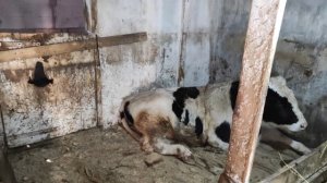 КАК ПРАВИЛЬНО ВЫБРАТЬ БЫЧКА НА ОТКОРМ. ПРАВИЛЬНЫЙ ВЫБОР ТЕЛЁНКА ЗАЛОГ УСПЕХА