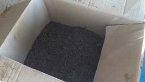 гранулирование табачной пыли