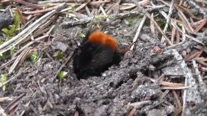 Шмель роется в земле. Земляной шмель