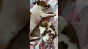 Купирование хвостиков Джек Рассел терьеров
