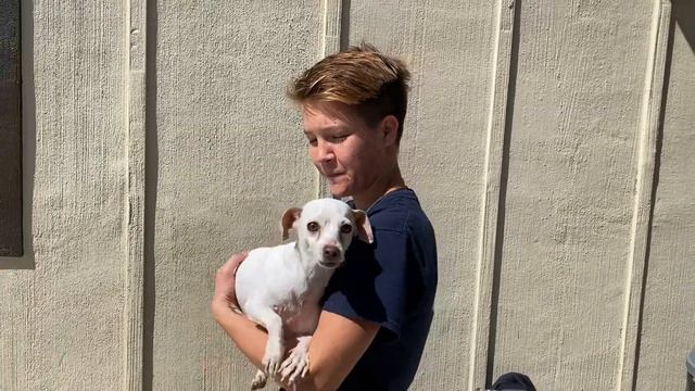 Meet Princess Royal a Chihuahua Short Coat currently available for adoption! 4/3/2020 2:56:22 PM смотреть онлайн