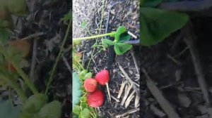 земляника сорт Карина