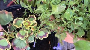 Цветочки в моём Горшечном Саду! Мои Цветы.Мой Сад.