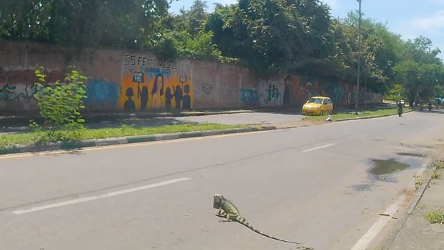 Гигантская Игуана нападает на людей в городе Нейва Колумбия. смотреть онлайн