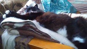 Кот любит спать на шерстяном одеяле # The cat likes to sleep, settling on a soft wool blanket