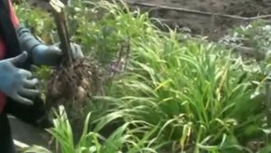 Выкапывание и хранение георгин