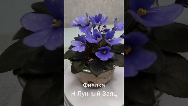 Фиалка Н-Лунный Заяц??