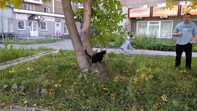 кошка на прогулке в г первоуральске