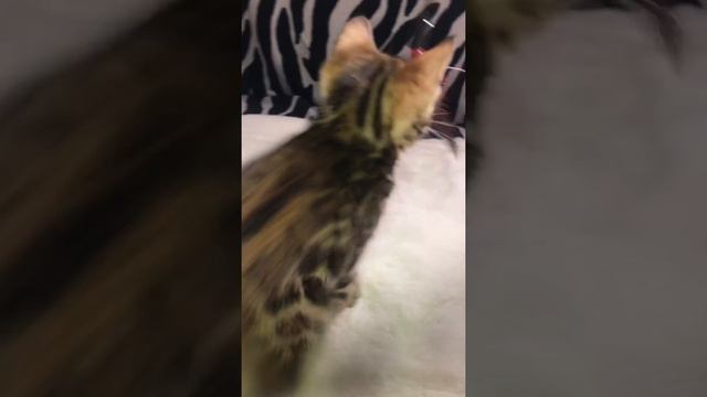 Элитные бенгальские котята