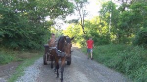 Лошадь. Езда в телеге  по городу за травой.Horse. Riding in a cart through the city for grass.
