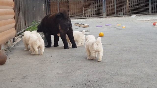 Помет Э сезона 2019 Есть свободные щенки смотреть онлайн