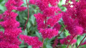 Астильба. Уникальный проект - Дачные картинки.