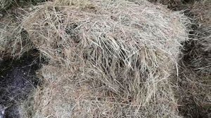 продаю сено