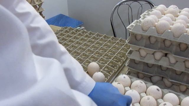 Зарядили инкубаторий на март. Цыпленок бройлер, индюшонок Big6, утка Star53. смотреть онлайн