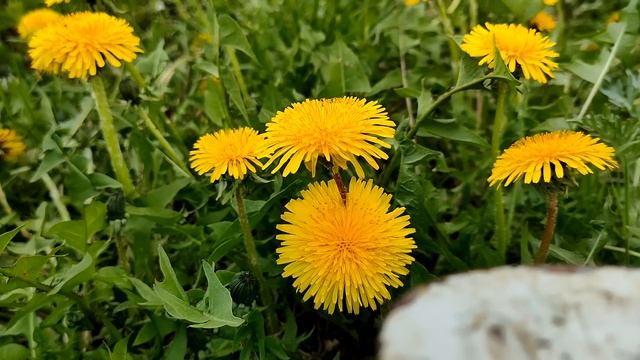 Услышав слова незнакомца у могилы бабушки, мальчик оцепенел. Навстречу шла та, о ком он и не мечтал смотреть онлайн