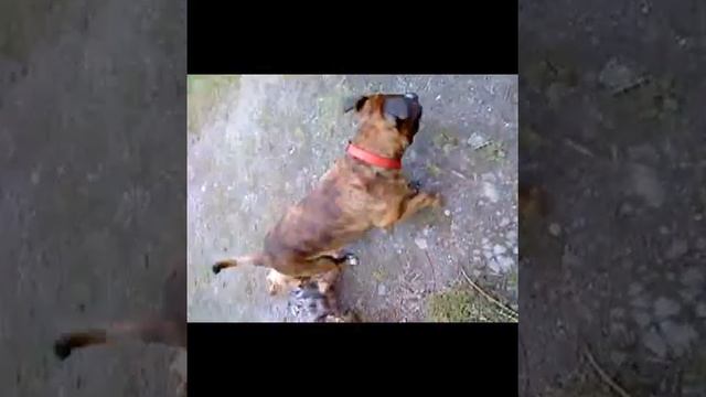 Mini Terrier rammelt Kampfhund - Part 2 смотреть онлайн