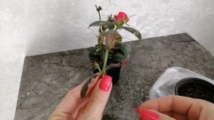 #Ахименесы, укоренить черенком #ризомы ахименеса как сохранить #ахименес делаем большой куст