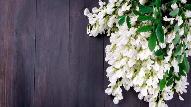 «Наполнена память моя цветами акации белой» #МихаилБулгаков смотреть онлайн