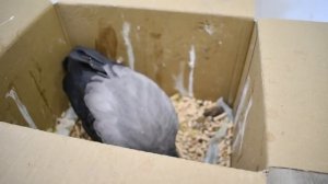 Сезон воронят. Подбирать или не подбирать? Чем кормить и как выпустить слётка вороны?
