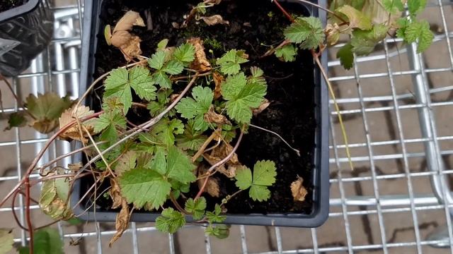 Княженика Rubus stellarcticus-сорт София.Отзыв питомника княженики.