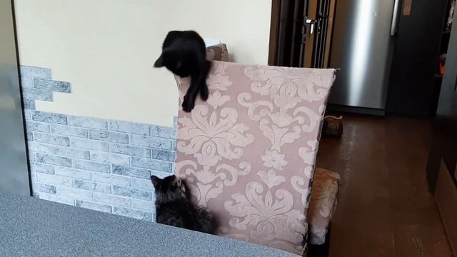 Котята А и Б. Анфиса и Беатриса. Им по 2 месяца. Они не сёстры по крови. Но теперь у нас они сёстры
