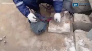 В Воронеже застрявшего под ступенями на улице котенка достали спасатели