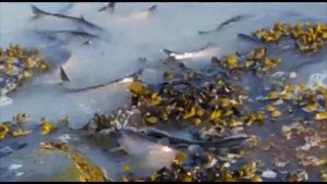 Нерест тихоокеанской сельди в бухте Нагаева, Магадан