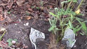 БАМБУК БУДЕТ РАСТИ У МЕНЯ В САДУ!