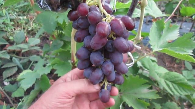 Гф винограда Туз бордо 2019 г., лучший среди бордовых смотреть онлайн