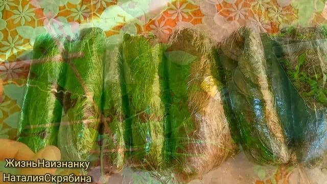 СБОР ЗЕМЛЯНИКИ.НОВЫЙ ПЕТУХ.ПЛЮШКИ. смотреть онлайн