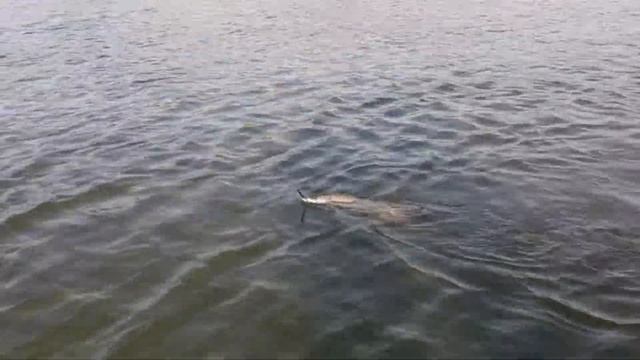 Обь. Подсак забыли... Сход щуки ... смотреть онлайн