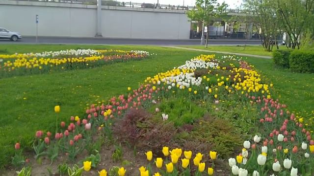 Цветы района #2. Тюльпаны/Цветя в района #2. Лалета/Flowers of the district #2. Tulips   16.05.2021