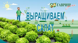 ВЫРАЩИВАЕМ САЛАТ