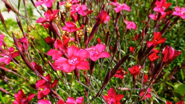 Полевые гвоздики - цветы лета.Июнь 2014 года. смотреть онлайн