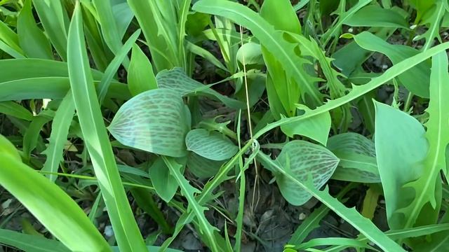 ПАПЕ на даче о семейных ТАЙНАХ за что СВЕКРОВЬ посадила МАЧЕХУ на 15 суток смотреть онлайн