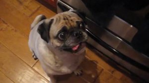 PUG's eye falls out of head