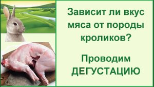 Какая порода кроликов  САМАЯ ВКУСНАЯ