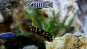 Aquarium! Soothing music! Sleep in 10 minutes! Аквариум! Успокаивающая музыка! Сон через 10 минут