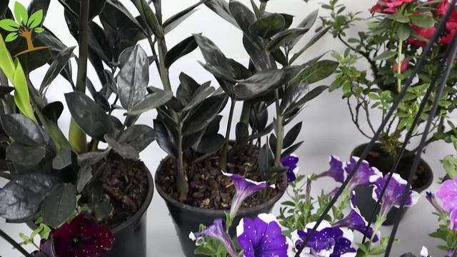 INCRÍVEL! Faz qualquer planta florir e crescer 5 vezes mais rápido (Qualquer planta) смотреть онлайн