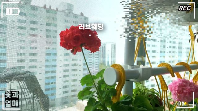 (제라늄#10)_🌷주간제라늄_사가, 트와블라섬, 송겨울, 퍼트리스 실버웨딩, 스웨인햄라임라이트 🌱  Pelargonium, Geranium смотреть онлайн