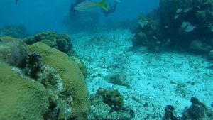 Дайвинг в Карибском море. Куба. Коралловый риф. Затопленная рыболовная шхуна. 2022 г.