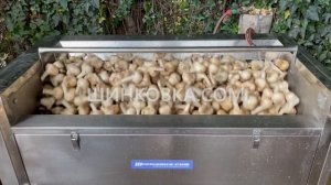 Польская мойка-чистка для ЧЕСНОКА и других корнеплодов 700 кг в час